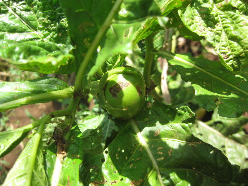 Solanum macrocarpon L . ) and Scarlet ( Solanum aethiopicum L . )