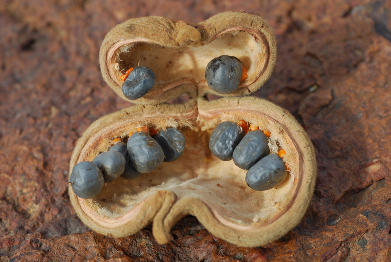 West African Plants A Photo Guide Sterculia Setigera Delile