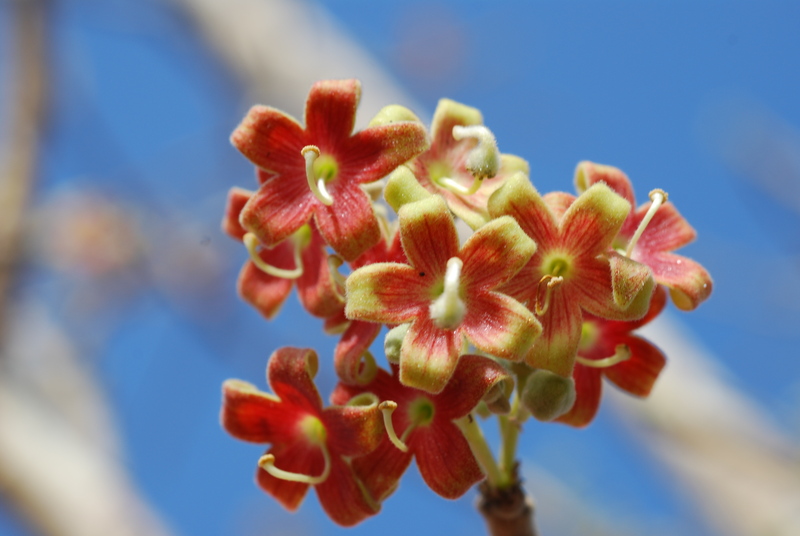 West African Plants A Photo Guide Sterculia Setigera Delile