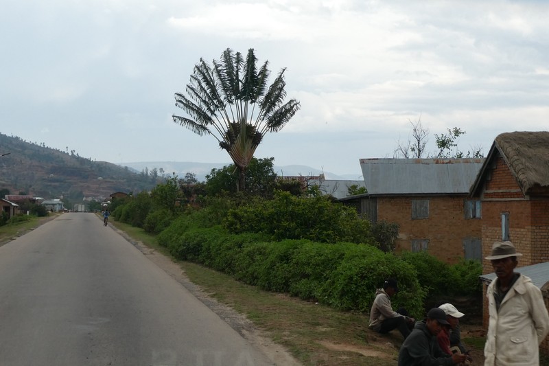 West African Plants - A Photo Guide - Ravenala madagascariensis Sonn.