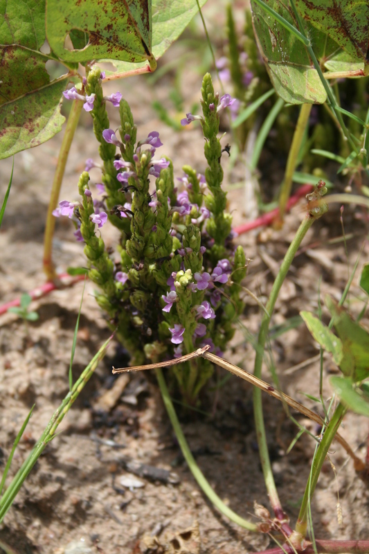 Striga gesnerioides image