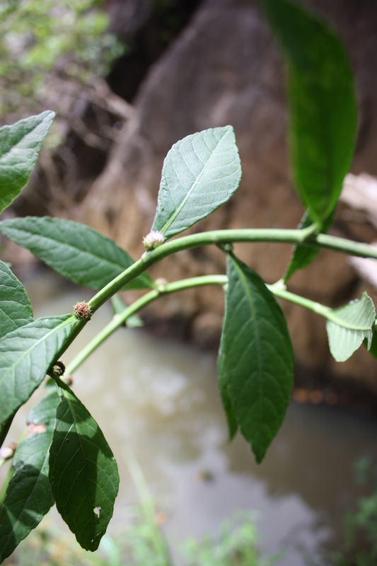 Struchium sparganophorum image