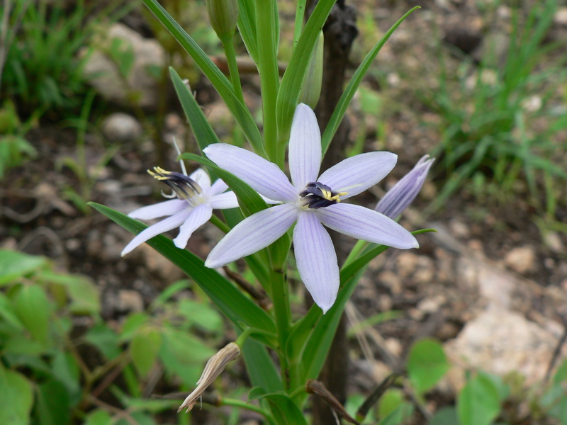 http://www.westafricanplants.senckenberg.de/images/pictures/teco_walleria_mackenziei_lilongwe_kumbali_05_gbaumann_3226_8520ac.jpg