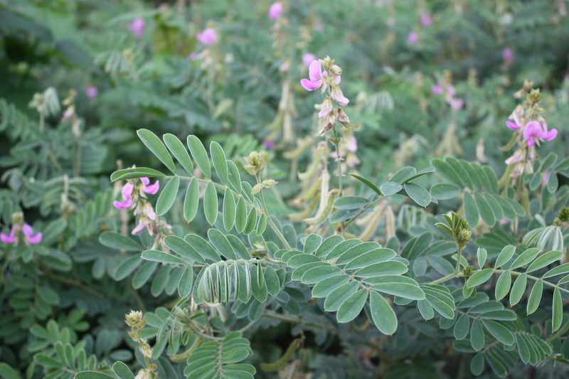 Tephrosia villosa image