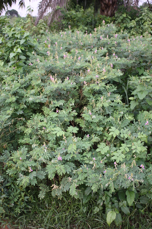 Tephrosia villosa subsp. ehrenbergiana image