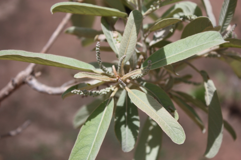 Terminalia catappa image