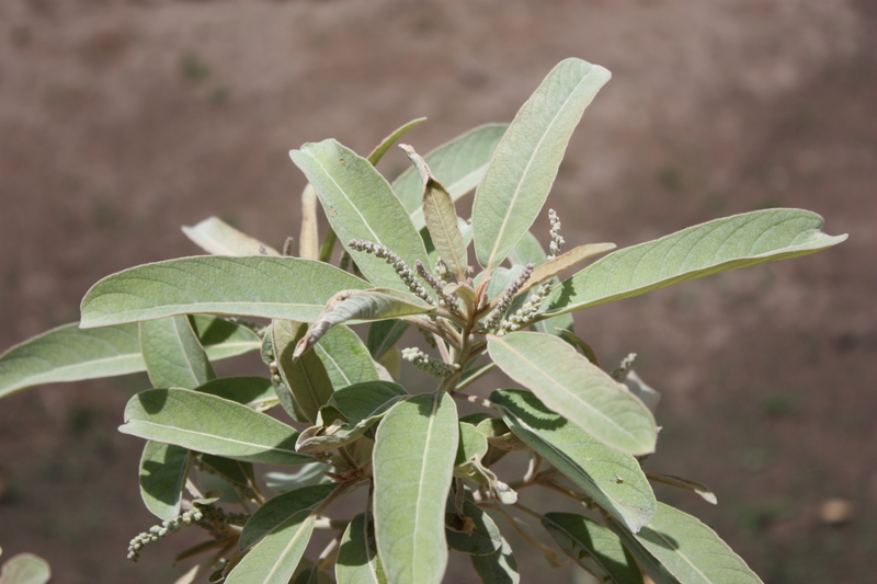 Terminalia catappa image