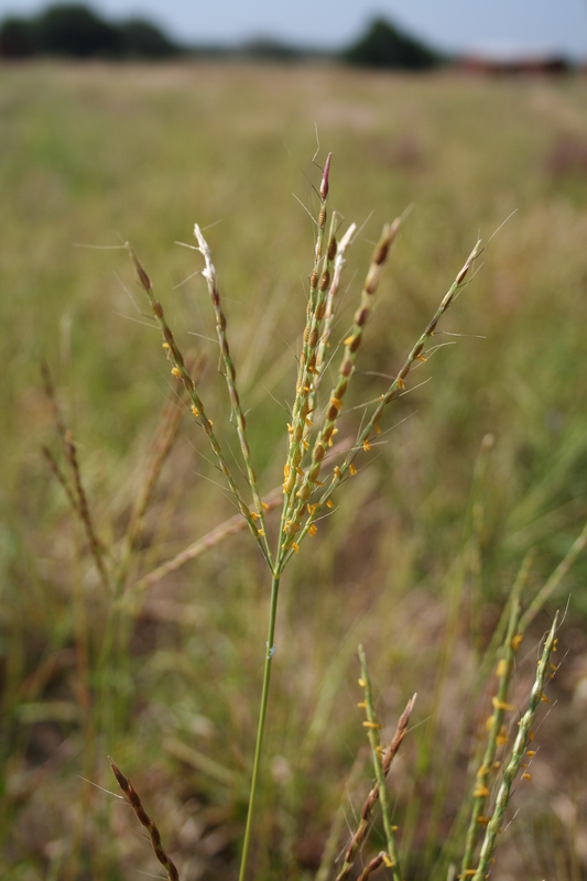 Thelepogon elegans image