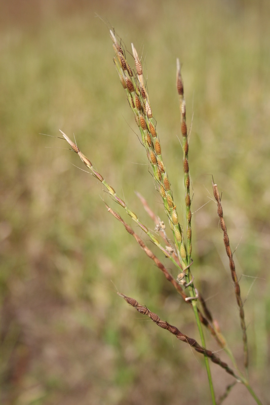 Thelepogon elegans image