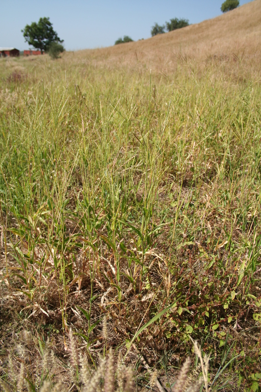 Thelepogon elegans image