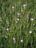 Array