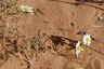 Array