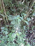 Array