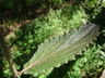 Array