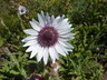 Array