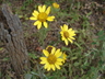 Array