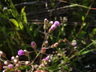 Array