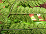 Array