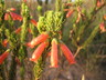 Array
