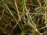 Array