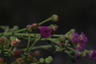 Array