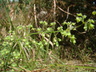 Array
