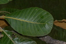 Array