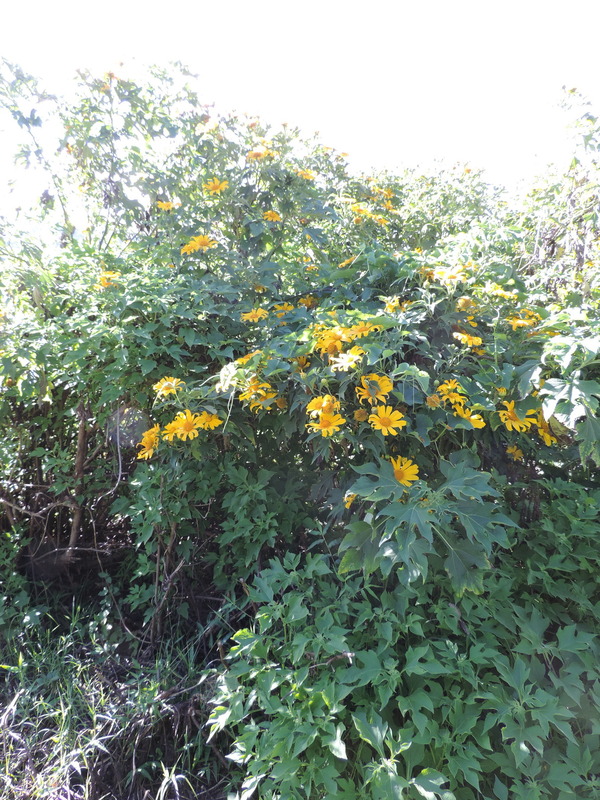 Tithonia diversifolia on sale