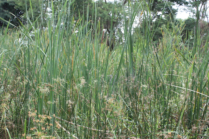 Typha domingensis image