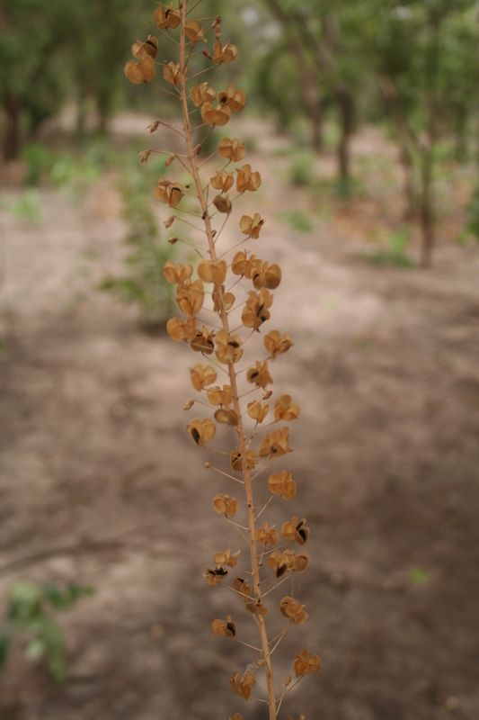 Drimia altissima image