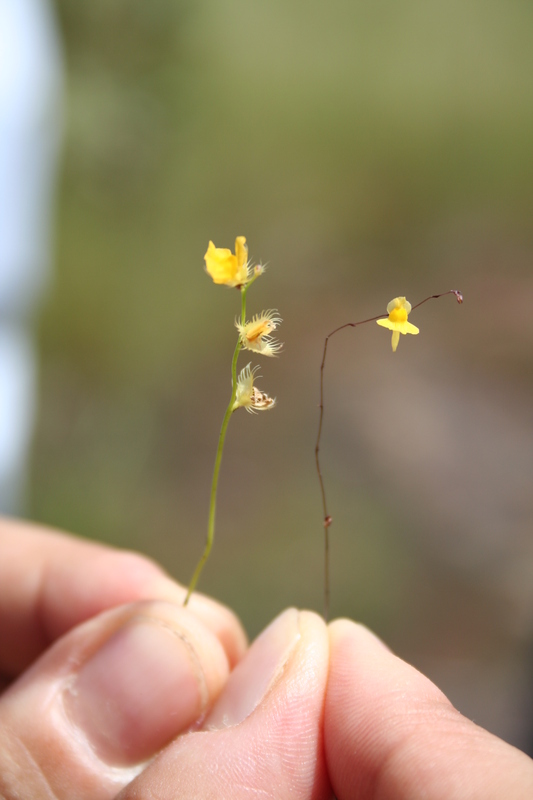 Utricularia simulans image