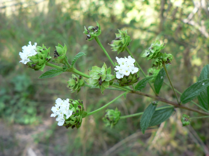 Lantana trifolia image