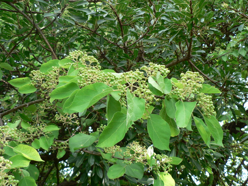 Premna senensis image