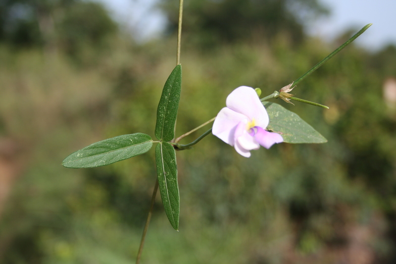 Vigna vexillata image