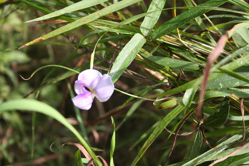 Vigna vexillata image