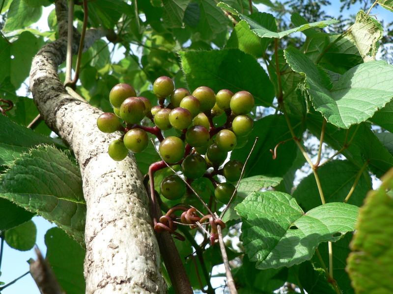 Ampelocissus africana image