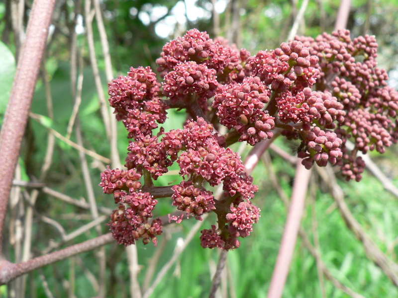 Ampelocissus africana image