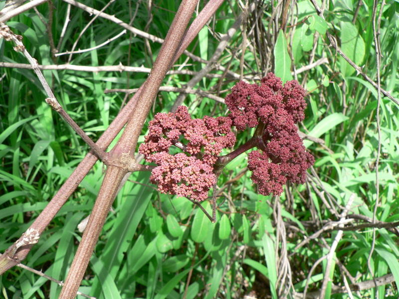 Ampelocissus africana image