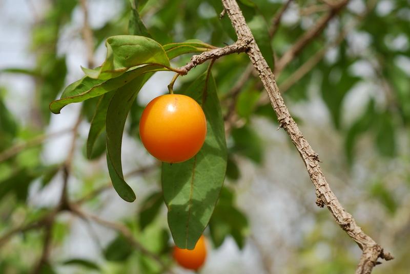 West African Plants A Photo Guide Ximenia Americana L