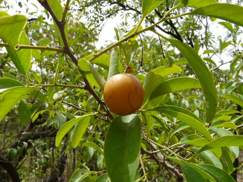 West African Plants A Photo Guide Ximenia Americana L