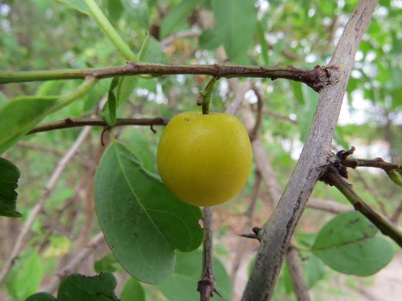 African Plants A Photo Guide Ximenia Americana L