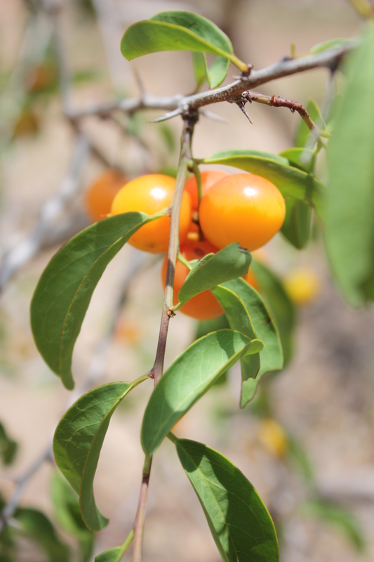 African Plants A Photo Guide Ximenia Americana L