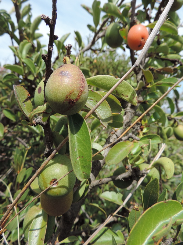 African Plants A Photo Guide Ximenia Caffra Sond