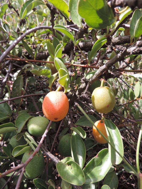 African Plants A Photo Guide Ximenia Caffra Sond